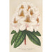 Reprodukcja obrazu Rhododendron Minnie - Charles Antoine Lemaire