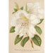 Rhododendron Sesterianum hybrydowy - Charles Antoine Lemaire — widok dzieła