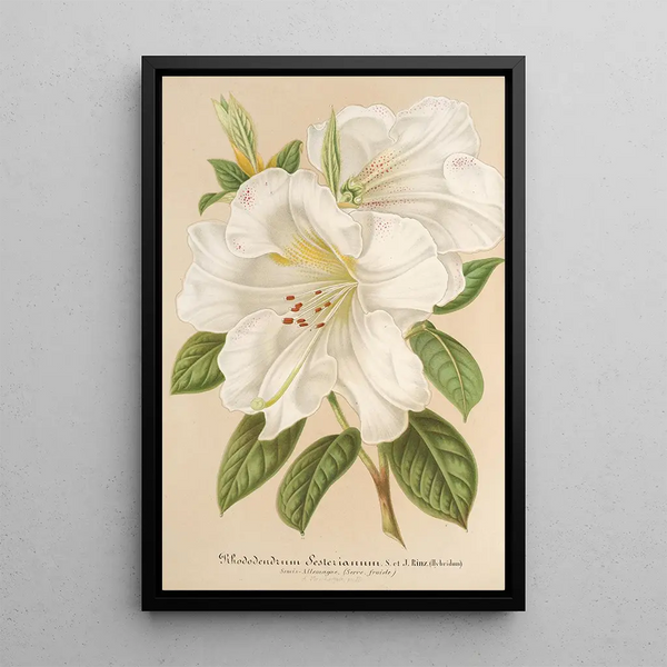 Charles Antoine Lemaire - Rhododendrum Sesterianum hybrid.webp