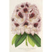 Rhododendron Verschaffeltii - Charles Antoine Lemaire — widok dzieła