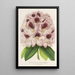 Rhododendron Verschaffeltii - Charles Antoine Lemaire — oprawiony obraz na ścianie