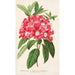 Reprodukcja obrazu Rhododendron azaleoides var. crispinorum - Charles Antoine Lemaire