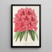 Reprodukcja obrazu Rhododendron formosum - Charles Antoine Lemaire