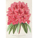 Reprodukcja obrazu Rhododendron formosum - Charles Antoine Lemaire