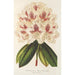 Rhododendron hybrydowy Baron Osy - Charles Antoine Lemaire — widok dzieła
