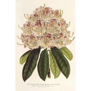 Charles Antoine Lemaire - Rhododendrum marginatopunctatum hybr.webp