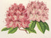 Rhododendron omniguttatum hybride - Charles Antoine Lemaire — widok dzieła