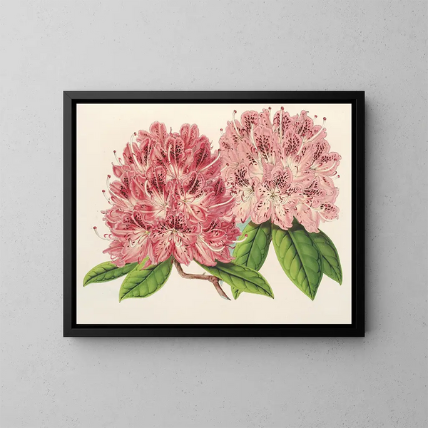 Rhododendron omniguttatum hybride - Charles Antoine Lemaire — oprawiony obraz na ścianie