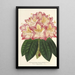 Reprodukcja obrazu Rhododendron ornatissimum hybride - Charles Antoine Lemaire