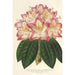Reprodukcja obrazu Rhododendron ornatissimum hybride - Charles Antoine Lemaire