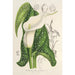 Reprodukcja obrazu Richardia albomaculata - Charles Antoine Lemaire