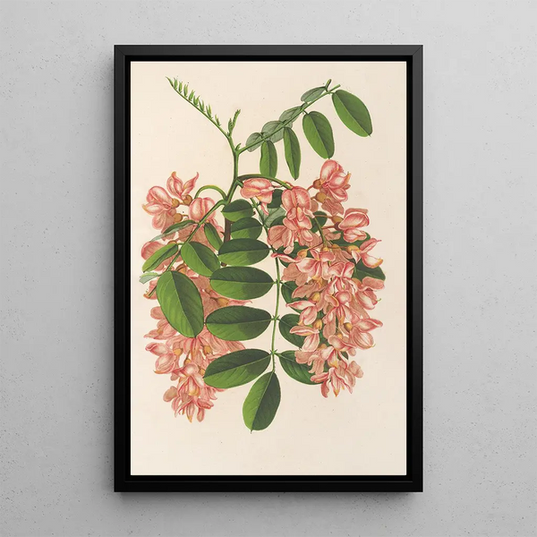 Charles Antoine Lemaire - Robinia pseudacacia v Decaisneana.webp