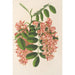 Reprodukcja obrazu Robinia pseudacacia var. Decaisneana - Charles Antoine Lemaire