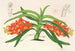 Saccolabium curvifolium - Charles Antoine Lemaire — widok dzieła