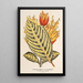 Reprodukcja obrazu Sanchezia nobilis var. glaucophylla - Charles Antoine Lemaire