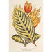 Reprodukcja obrazu Sanchezia nobilis var. glaucophylla - Charles Antoine Lemaire