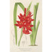 Schizostylis coccinea W. H. Harvey - Charles Antoine Lemaire — widok dzieła
