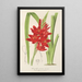 Schizostylis coccinea W. H. Harvey - Charles Antoine Lemaire — oprawiony obraz na ścianie