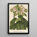 Reprodukcja obrazu Sciadocalyx digitaliflora - Charles Antoine Lemaire