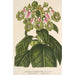 Reprodukcja obrazu Sciadocalyx digitaliflora - Charles Antoine Lemaire
