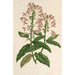 Scutellaria alborosea - Charles Antoine Lemaire — widok dzieła