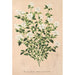 Reprodukcja obrazu Serissa foetida - Charles Antoine Lemaire