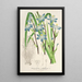 Reprodukcja obrazu Sisyrinchium multiflorum - Charles Antoine Lemaire