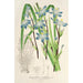 Reprodukcja obrazu Sisyrinchium multiflorum - Charles Antoine Lemaire
