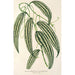 Smilax longifolia fol. variegata - Charles Antoine Lemaire — widok dzieła
