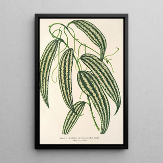 Charles Antoine Lemaire - Smilax longifolia fol variegata.webp
