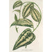 Smilax ornata - Charles Antoine Lemaire — widok dzieła