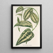 Smilax ornata - Charles Antoine Lemaire — oprawiony obraz na ścianie