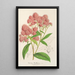Reprodukcja obrazu Spiraea Nobleana - Charles Antoine Lemaire