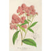 Reprodukcja obrazu Spiraea Nobleana - Charles Antoine Lemaire