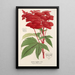 Reprodukcja obrazu Spiraea palmata - Charles Antoine Lemaire