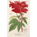 Reprodukcja obrazu Spiraea palmata - Charles Antoine Lemaire
