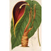 Reprodukcja obrazu Steudnera colocasifolia - Charles Antoine Lemaire