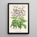 Reprodukcja obrazu Swainsona lessertiaefolia - Charles Antoine Lemaire
