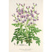 Reprodukcja obrazu Swainsona lessertiaefolia - Charles Antoine Lemaire
