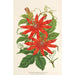 Reprodukcja obrazu Tacsonia Buchanani - Charles Antoine Lemaire