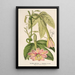 Reprodukcja obrazu Tacsonia quitensis var. eriantha - Charles Antoine Lemaire