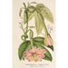 Reprodukcja obrazu Tacsonia quitensis var. eriantha - Charles Antoine Lemaire