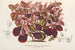 Teleianthera ficoidea var. versicolor - Charles Antoine Lemaire — widok dzieła