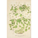 Thalictrum anemonoides - Charles Antoine Lemaire — widok dzieła
