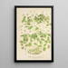 Thalictrum anemonoides - Charles Antoine Lemaire — oprawiony obraz na ścianie