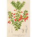 Reprodukcja obrazu Themistoclesia coronilla - Charles Antoine Lemaire