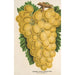 Winogrono Thomson's Golden Champion - Charles Antoine Lemaire — widok dzieła