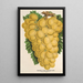 Winogrono Thomson's Golden Champion - Charles Antoine Lemaire — oprawiony obraz na ścianie