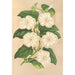 Thunbergia fragrans - Charles Antoine Lemaire — widok dzieła