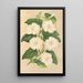 Thunbergia fragrans - Charles Antoine Lemaire — oprawiony obraz na ścianie